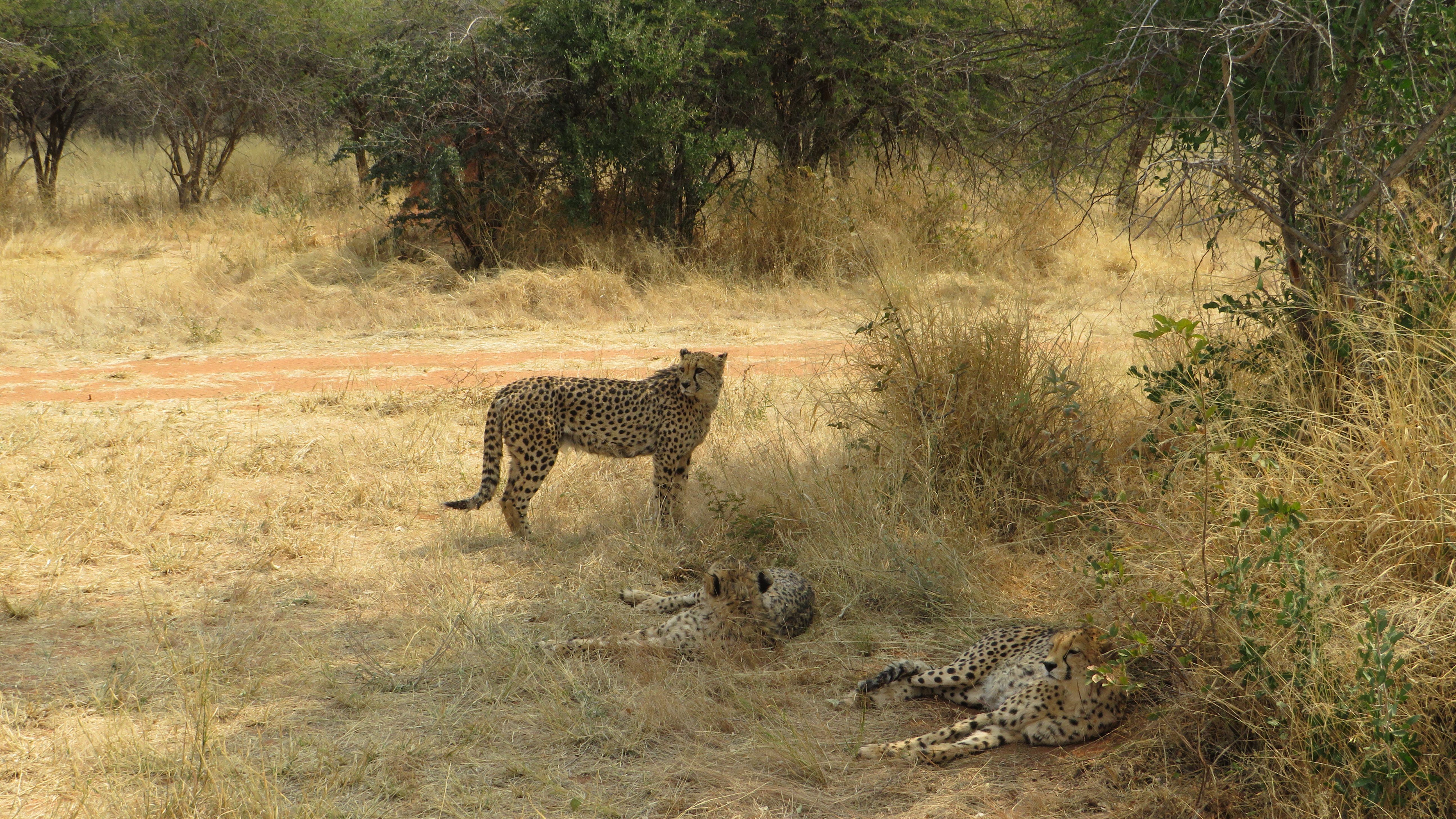 Three cheetahs relaxing at Okonjima Africat Namibia