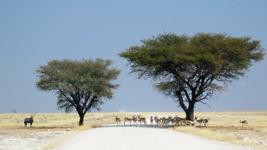 Oryx and springbok in Etohsa National Park Namibia