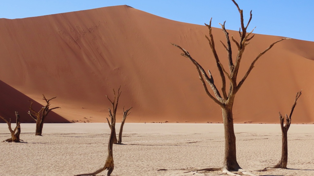 Trees in Deadvlei Namibia