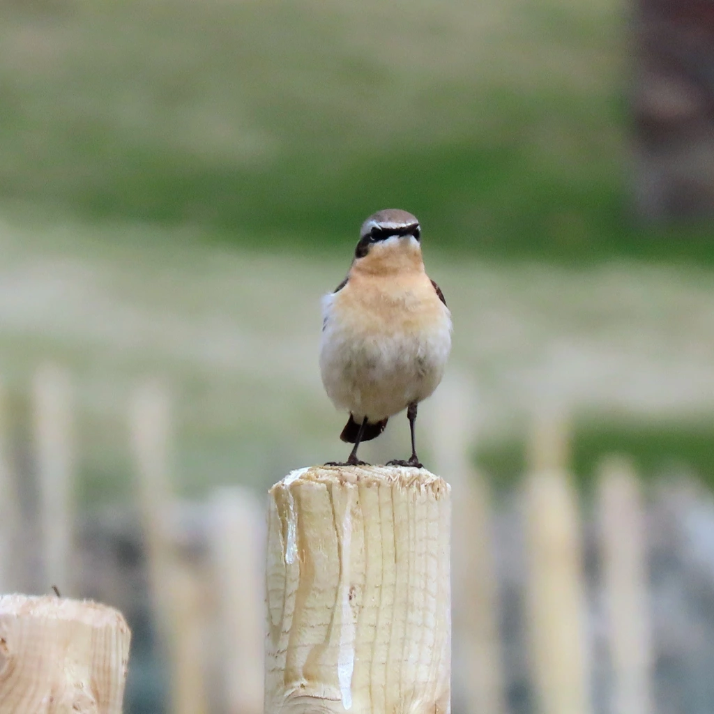 A Northern Wheatear perched on a wooden post