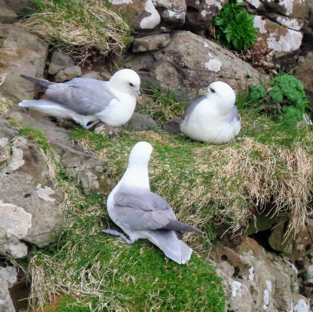 Black winged gulls roosting on a cliffside