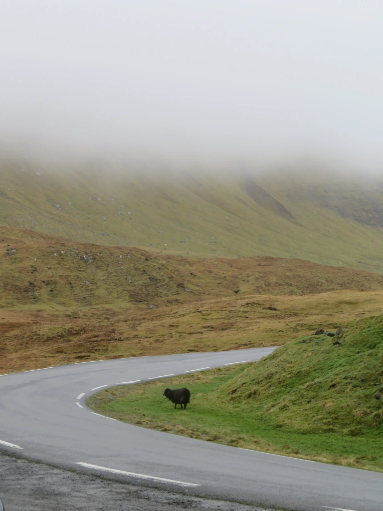 Black sheep standing on the side of the road in the Faroe Islands